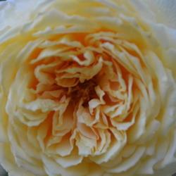 Location: Billie's garden in Oklahoma City
Date: 2017-08-20
Rosa 'Crown Princess Margareta