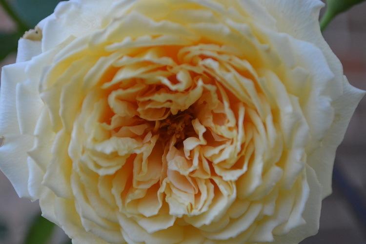 Photo of English Shrub Rose (Rosa 'Crown Princess Margareta') uploaded by jathton