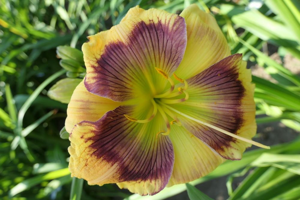 Photo of Daylily (Hemerocallis 'Believing in Design') uploaded by Caruso