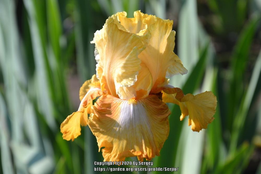 Photo of Tall Bearded Iris (Iris 'Honeycomb') uploaded by Serjio