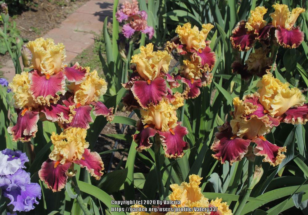 Photo of Tall Bearded Iris (Iris 'Decadence') uploaded by Valery33