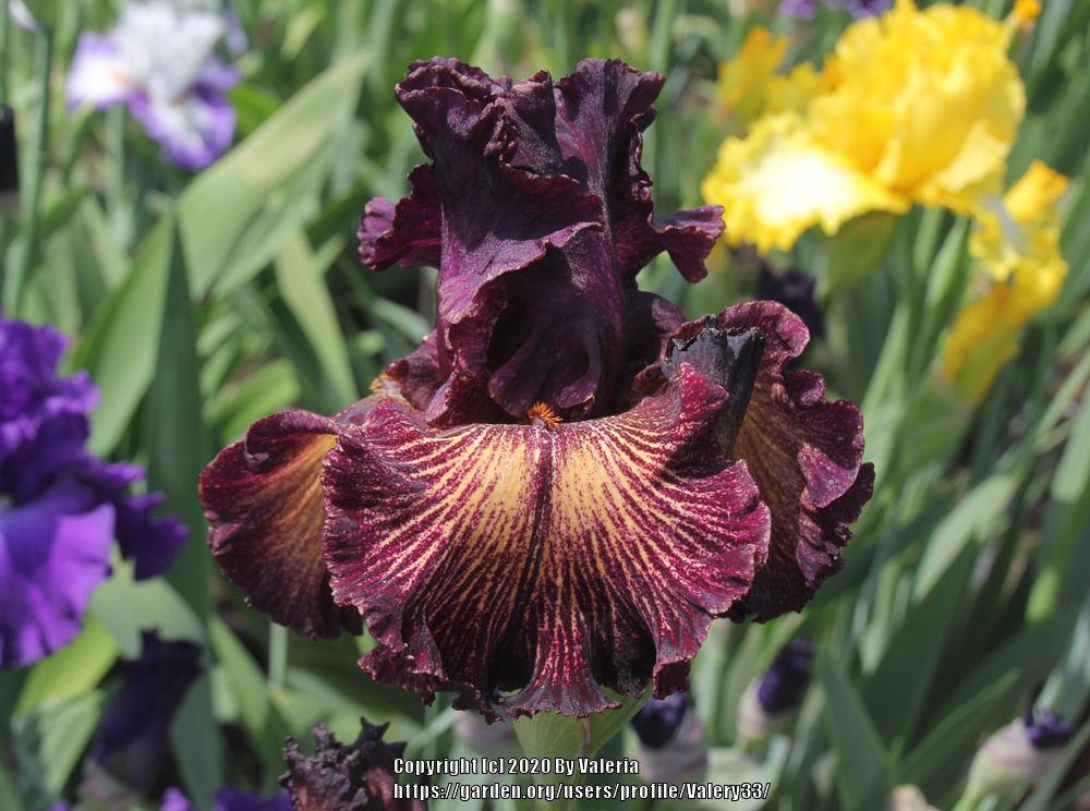 Photo of Tall Bearded Iris (Iris 'Drama Queen') uploaded by Valery33