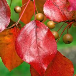 Location: Toledo Botanical Gardens, Toledo, Ohio
Date: 2012-10-04
Callery pear tree foliage and fruit in fall