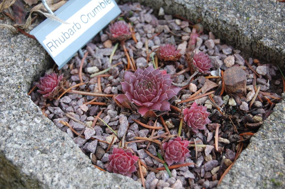 Photo of Hen and Chicks (Sempervivum 'Rhubarb Crumble') uploaded by valleylynn