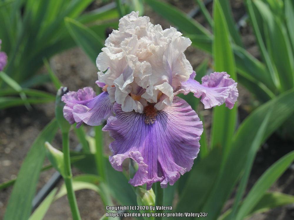 Photo of Tall Bearded Iris (Iris 'Fashion Alert') uploaded by Valery33