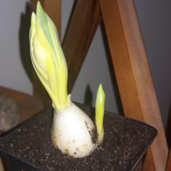 
Date: 2020-02-11
Unnamed variegated tulip