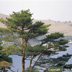 Location: Primosky Krai, Russia
Date: 2001
Japanese Red Pine (Pinus densiflora). Wild tree in natural habita