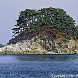 Location: Primosky Krai, Russia
Date: 2001
Japanese Red Pine (Pinus densiflora)