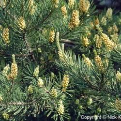 Location: Botanical garden, Vladivostok, Primosky Krai, Russia
Date: 2001
Japanese Red Pine (Pinus densiflora)