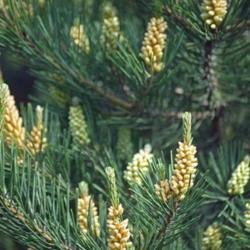 Location: Botanical garden, Vladivostok, Primosky Krai, Russia
Date: 2001
Japanese Red Pine (Pinus densiflora)