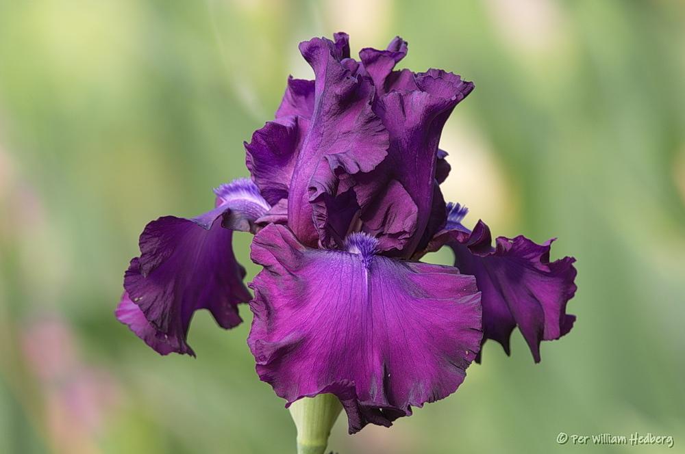 Photo of Tall Bearded Iris (Iris 'Swingtown') uploaded by William