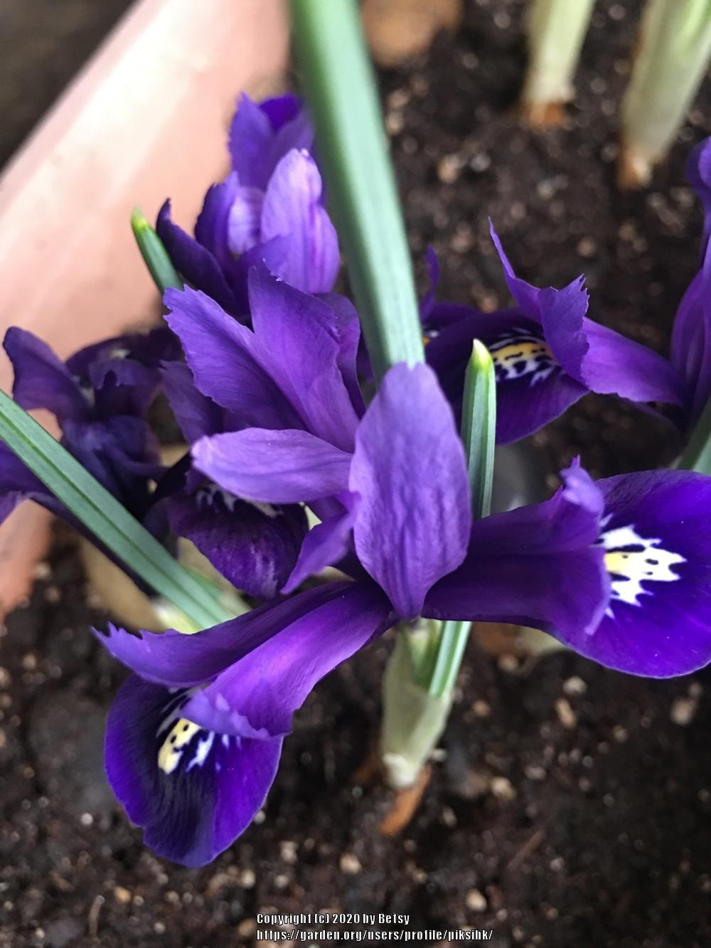 Photo of Reticulated Iris (Iris reticulata) uploaded by piksihk