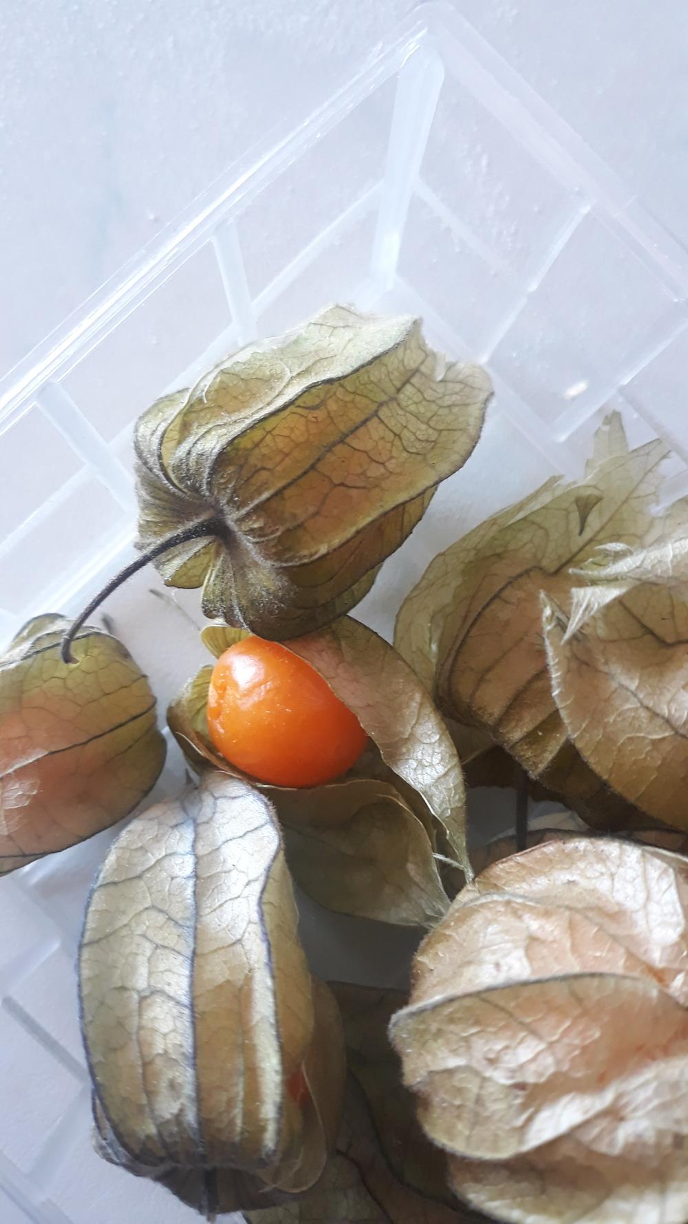 Photo of Cape Gooseberry (Physalis peruviana) uploaded by skopjecollection