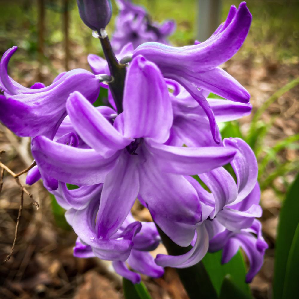 Photo of Hyacinths (Hyacinthus) uploaded by GaNinFl