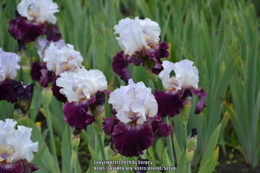 Photo of Tall Bearded Iris (Iris 'Kisses Like Wine') uploaded by Serjio