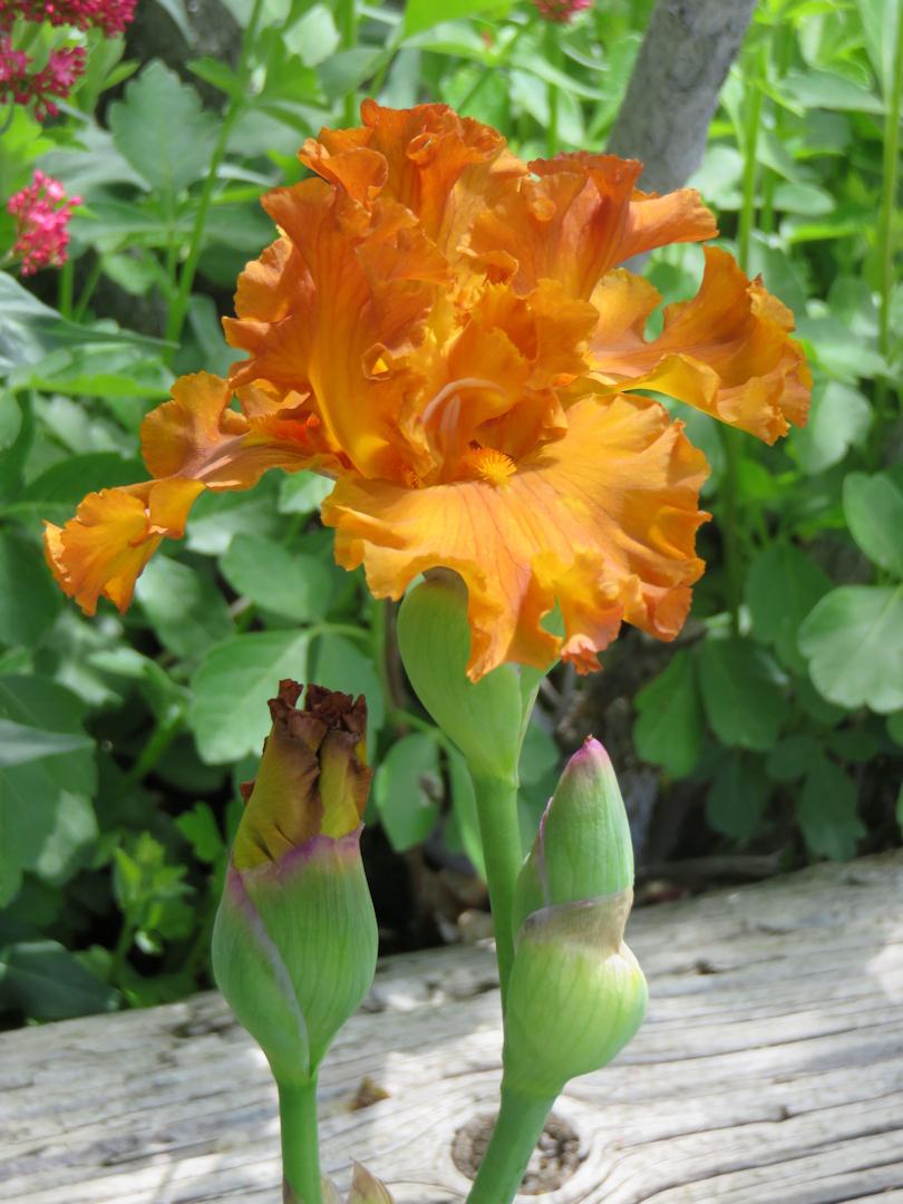 Photo of Tall Bearded Iris (Iris 'Golden Panther') uploaded by Bloomers