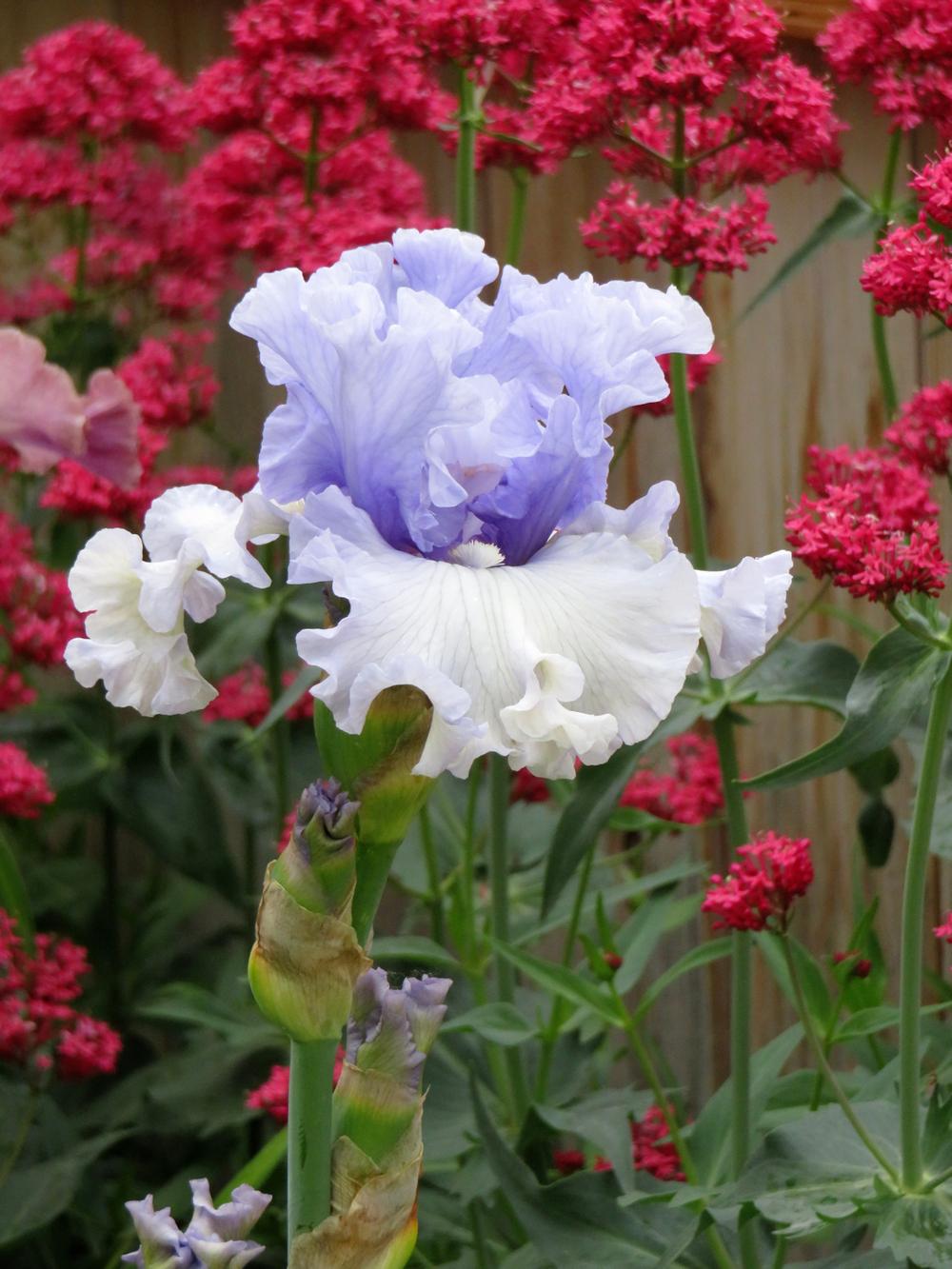 Photo of Tall Bearded Iris (Iris 'Surfer's Dream') uploaded by Bloomers