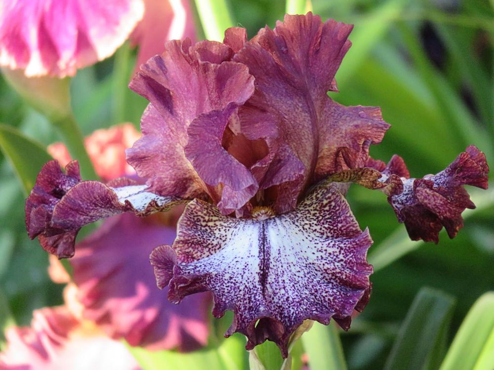 Photo of Tall Bearded Iris (Iris 'Chocolatté') uploaded by Bloomers