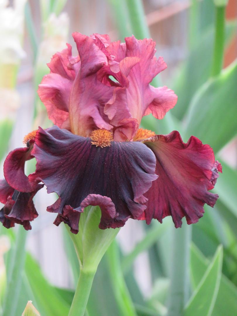 Photo of Tall Bearded Iris (Iris 'Smoky Shadows') uploaded by Bloomers