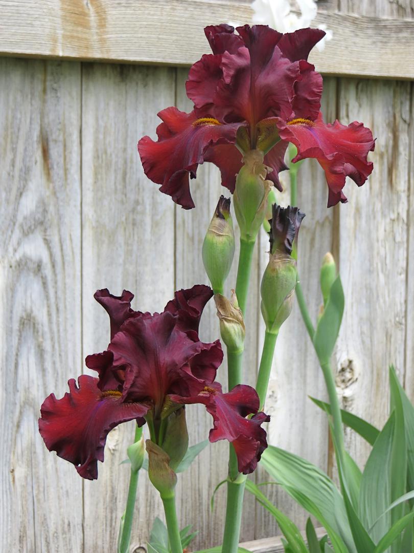 Photo of Tall Bearded Iris (Iris 'Grateful Red') uploaded by Bloomers