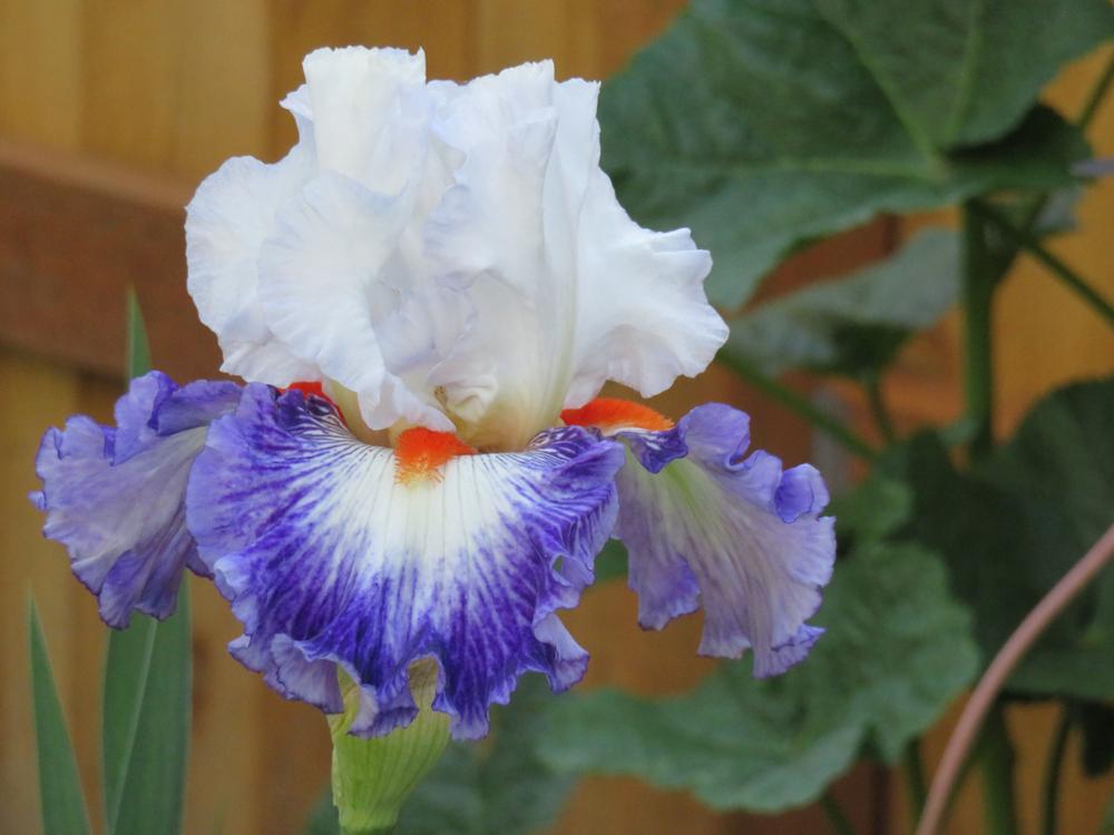 Photo of Tall Bearded Iris (Iris 'Gypsy Lord') uploaded by Bloomers