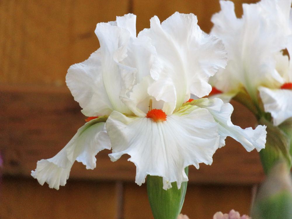 Photo of Tall Bearded Iris (Iris 'White Hot') uploaded by Bloomers