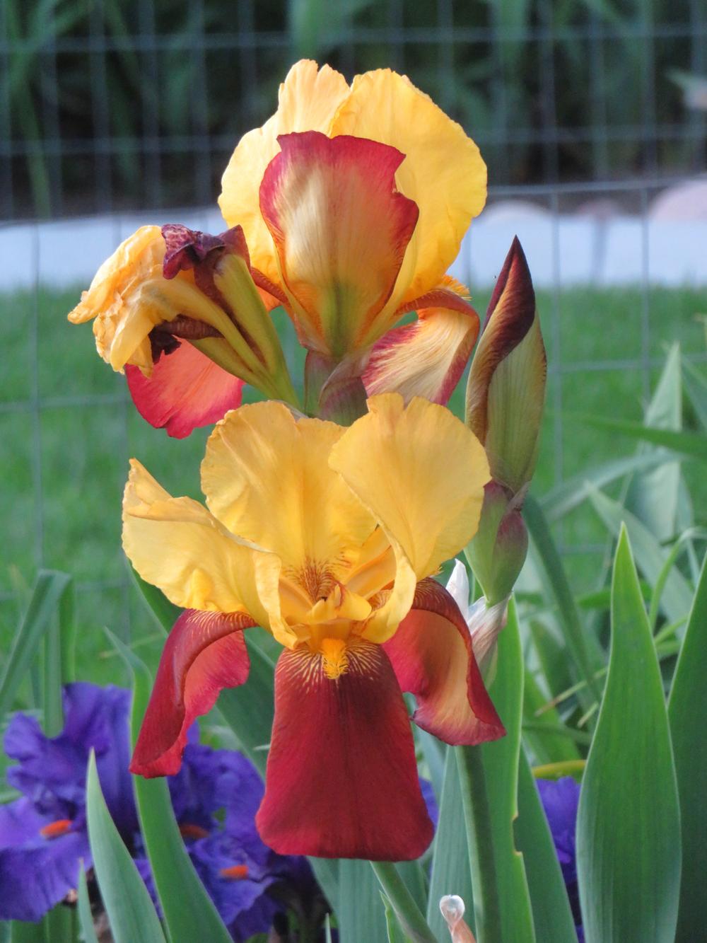 Photo of Tall Bearded Iris (Iris 'Accent') uploaded by Bloomers