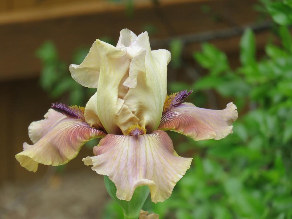 Photo of Tall Bearded Iris (Iris 'Thornbird') uploaded by Bloomers