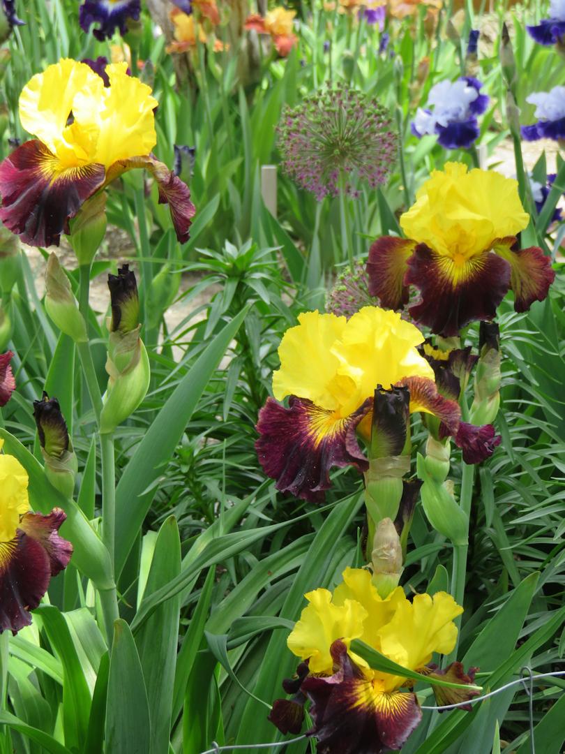 Photo of Tall Bearded Iris (Iris 'Explicit') uploaded by Bloomers