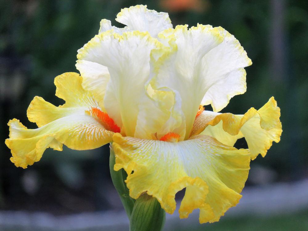Photo of Tall Bearded Iris (Iris 'Zesting Lemons') uploaded by Bloomers
