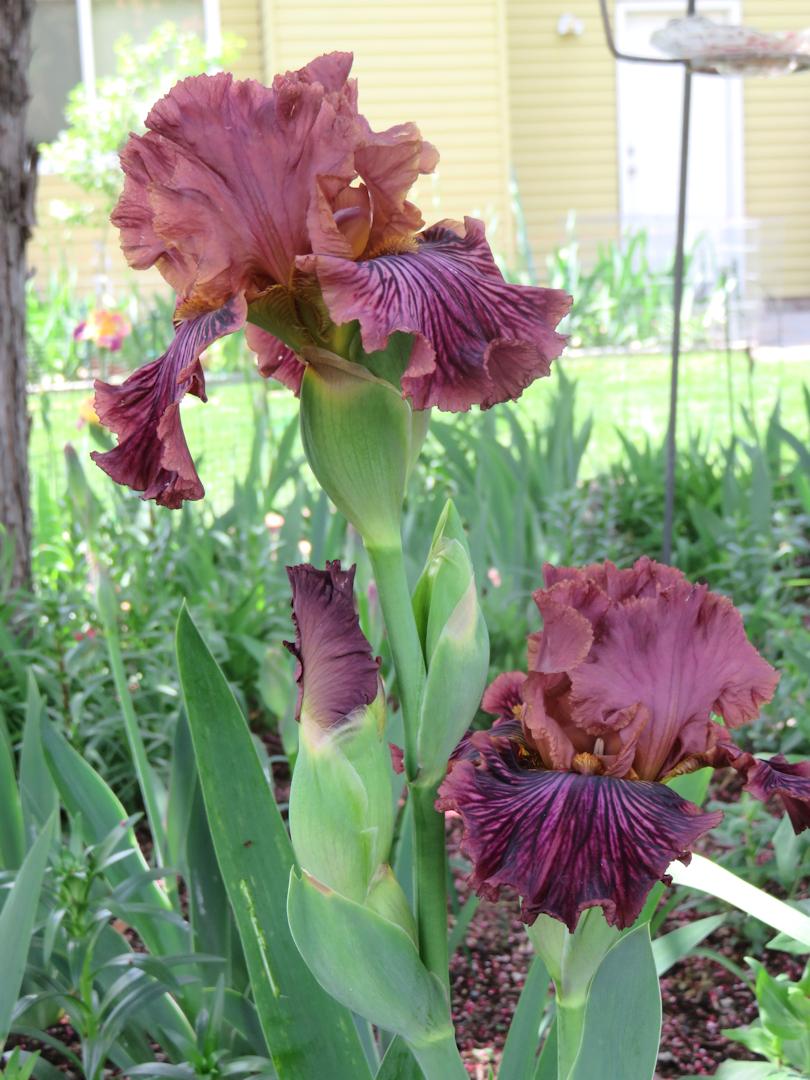 Photo of Tall Bearded Iris (Iris 'Dragon King') uploaded by Bloomers