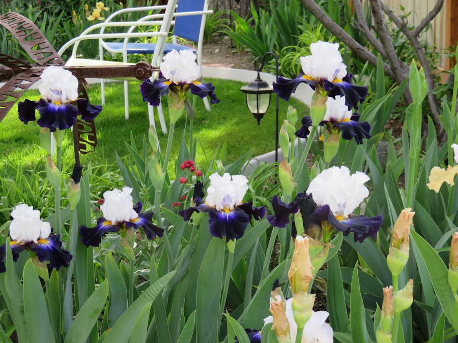 Photo of Tall Bearded Iris (Iris 'Grace upon Grace') uploaded by Bloomers
