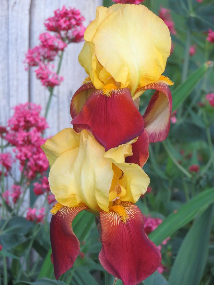 Photo of Tall Bearded Iris (Iris 'Accent') uploaded by Bloomers