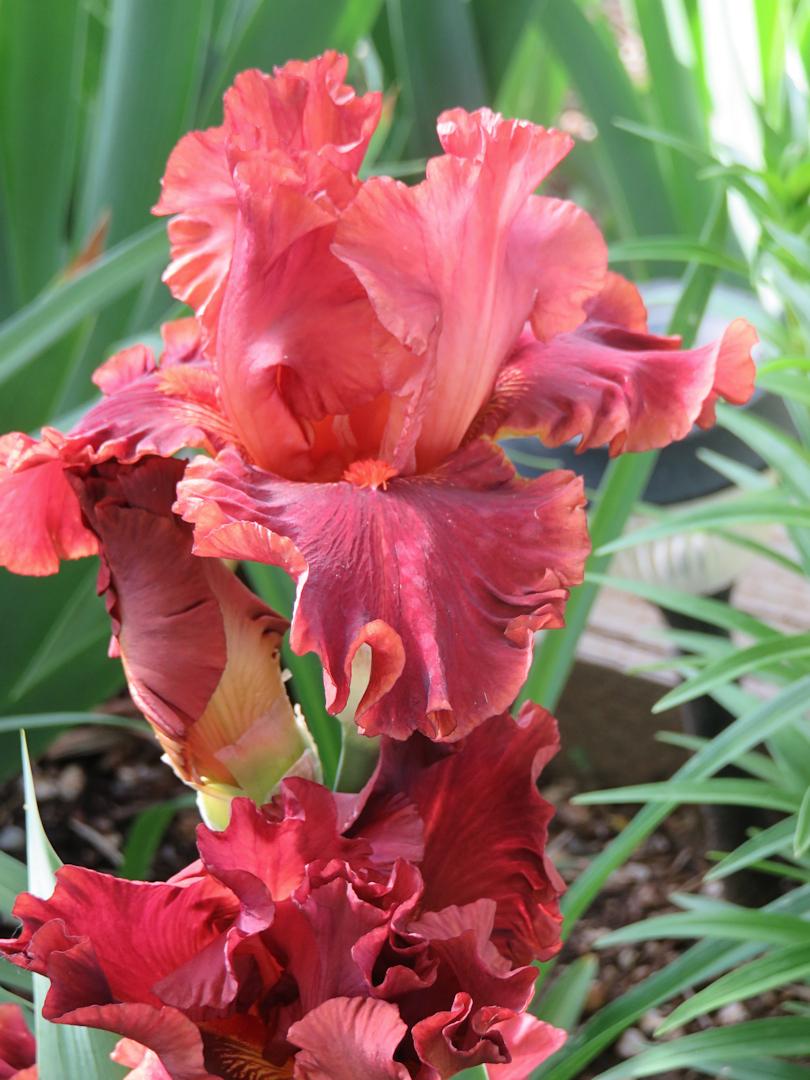 Photo of Tall Bearded Iris (Iris 'Drinks at Sunset') uploaded by Bloomers