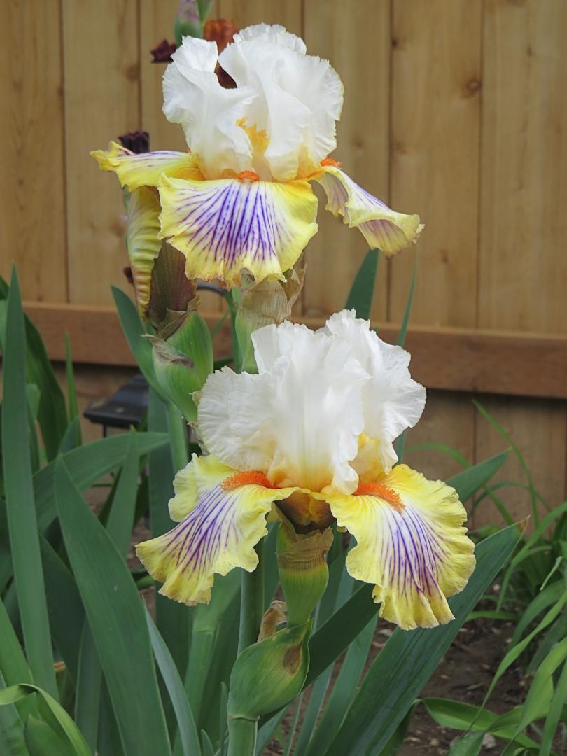 Photo of Tall Bearded Iris (Iris 'Exposé') uploaded by Bloomers