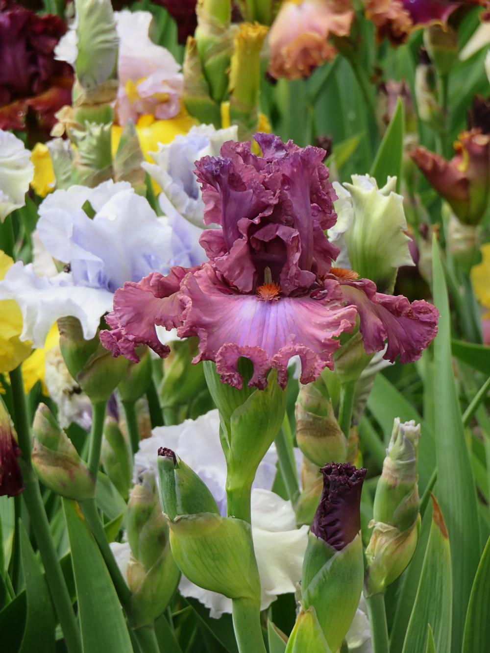 Photo of Tall Bearded Iris (Iris 'Asian Plum') uploaded by Bloomers