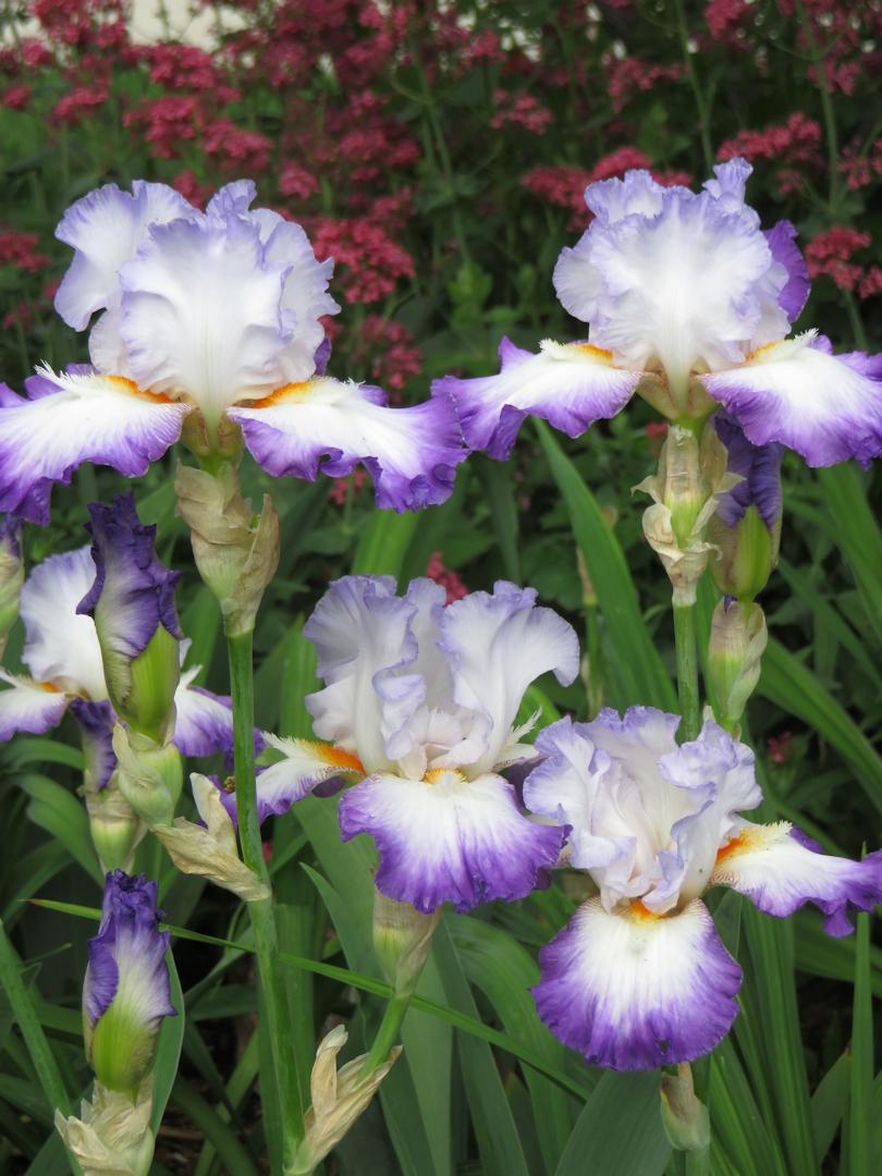 Photo of Tall Bearded Iris (Iris 'Conjuration') uploaded by Bloomers