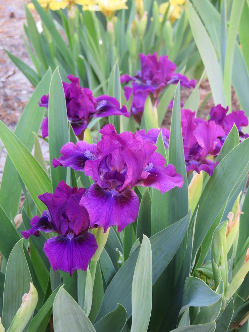Photo of Standard Dwarf Bearded Iris (Iris 'Bourgeois') uploaded by Bloomers