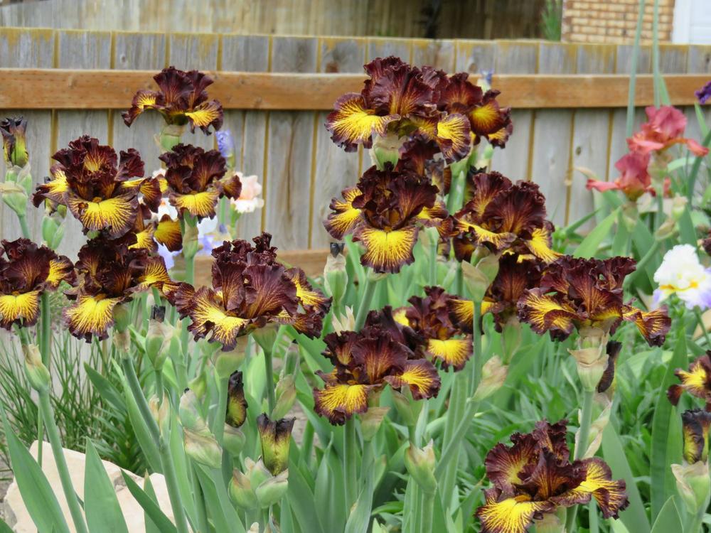 Photo of Tall Bearded Iris (Iris 'Tuscan Summer') uploaded by Bloomers