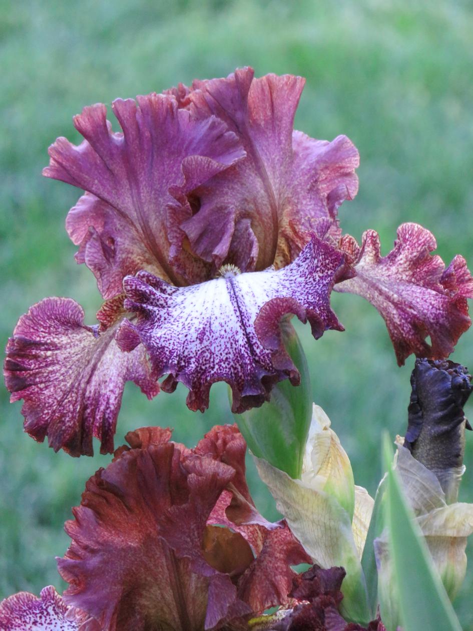 Photo of Tall Bearded Iris (Iris 'Chocolatté') uploaded by Bloomers