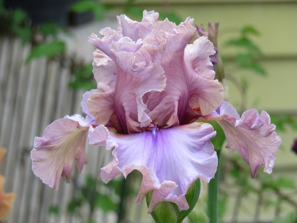 Photo of Tall Bearded Iris (Iris 'Silk Run') uploaded by Bloomers