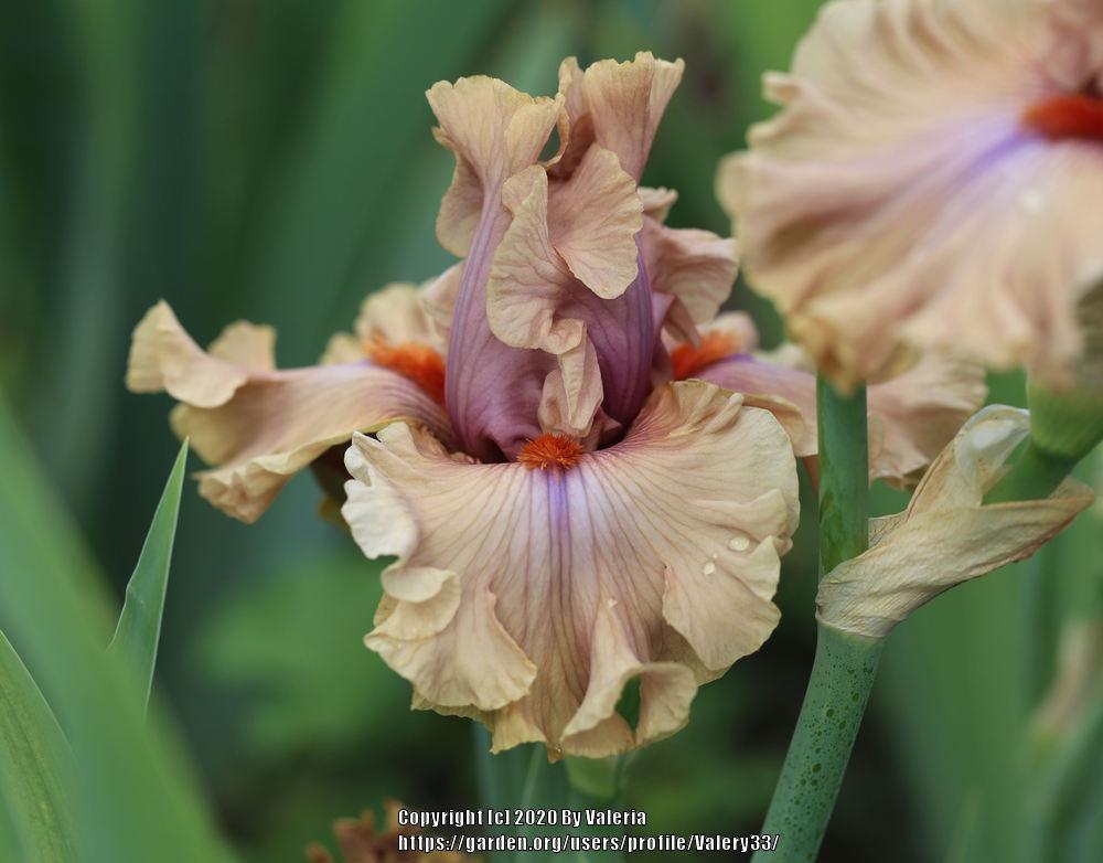 Photo of Tall Bearded Iris (Iris 'Jealous Guy') uploaded by Valery33