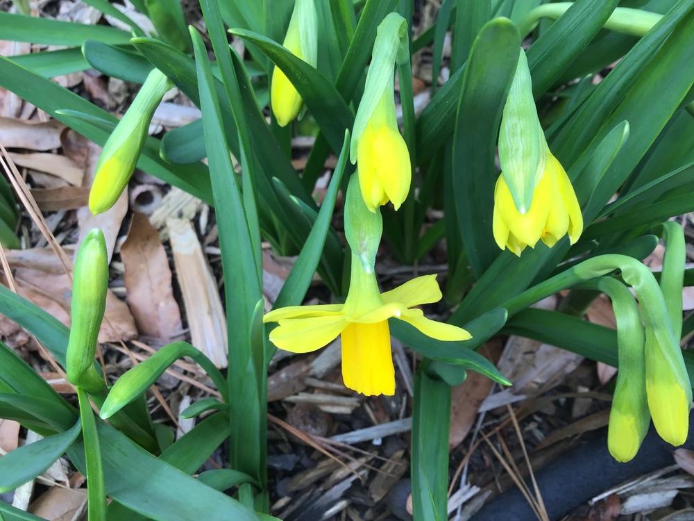 Photo of Daffodil (Narcissus 'Tete-a-Tete') uploaded by gardenfish
