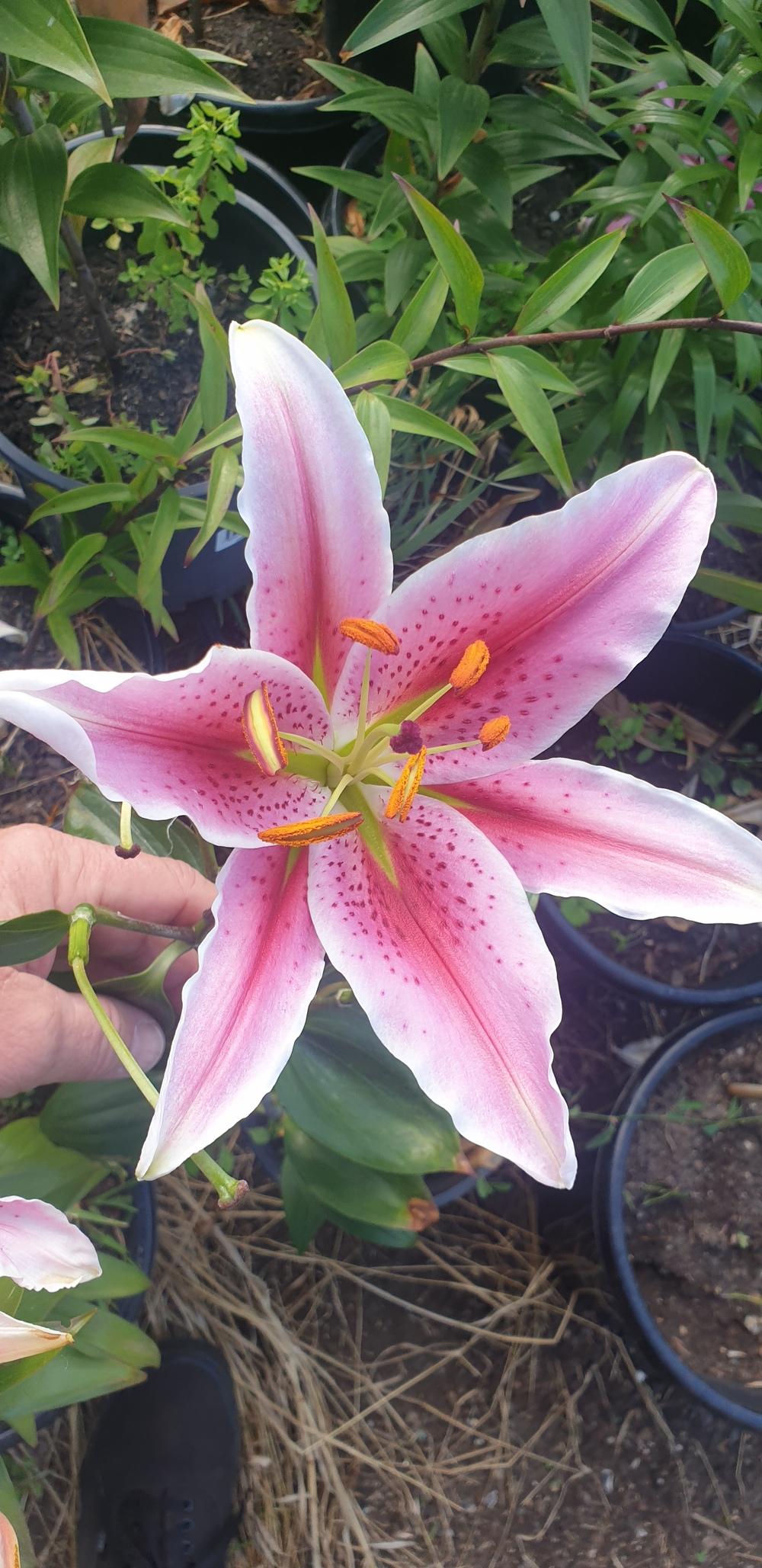 Photo of Oriental Lily (Lilium 'Star Gazer') uploaded by gwhizz