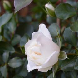 Location: In a garden in Oklahoma City
Date: 2001-2007
Rosa 'MEIcoublan' [White Meidiland Rose]
