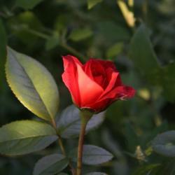 Location: In a garden in Oklahoma City
Date: 2001-2007
Rosa 'Hot Chocolate'