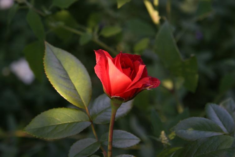 Photo of Rose (Rosa 'Hot Chocolate') uploaded by jathton