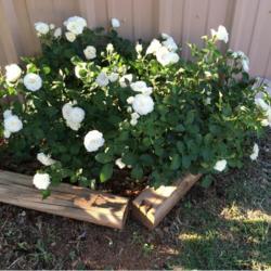 Location: In a garden in Oklahoma City
Date: 2001-2007
Rosa 'MEIcoublan' [White Meidiland Rose]