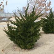 Juniperus chinensis 'Torulosa'