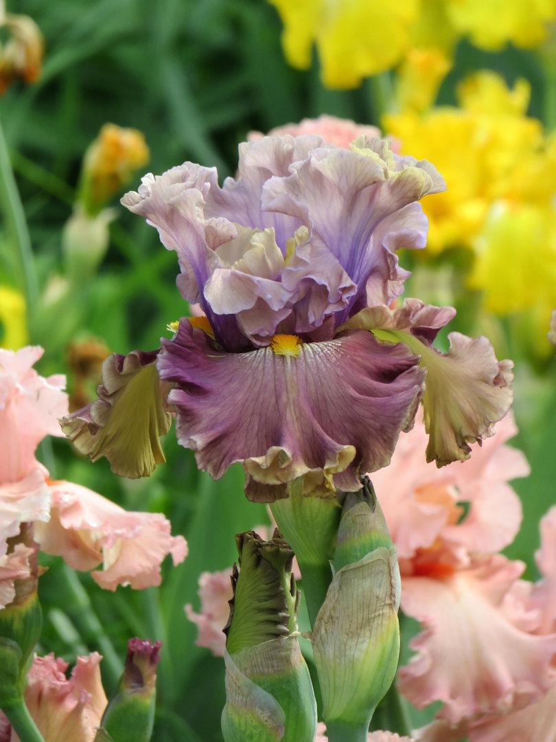 Photo of Tall Bearded Iris (Iris 'Ancient Secrets') uploaded by Bloomers